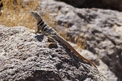 Crotaphytus vestigium