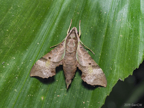 Vine Hawk-Moth (Moths of Singapore) · iNaturalist