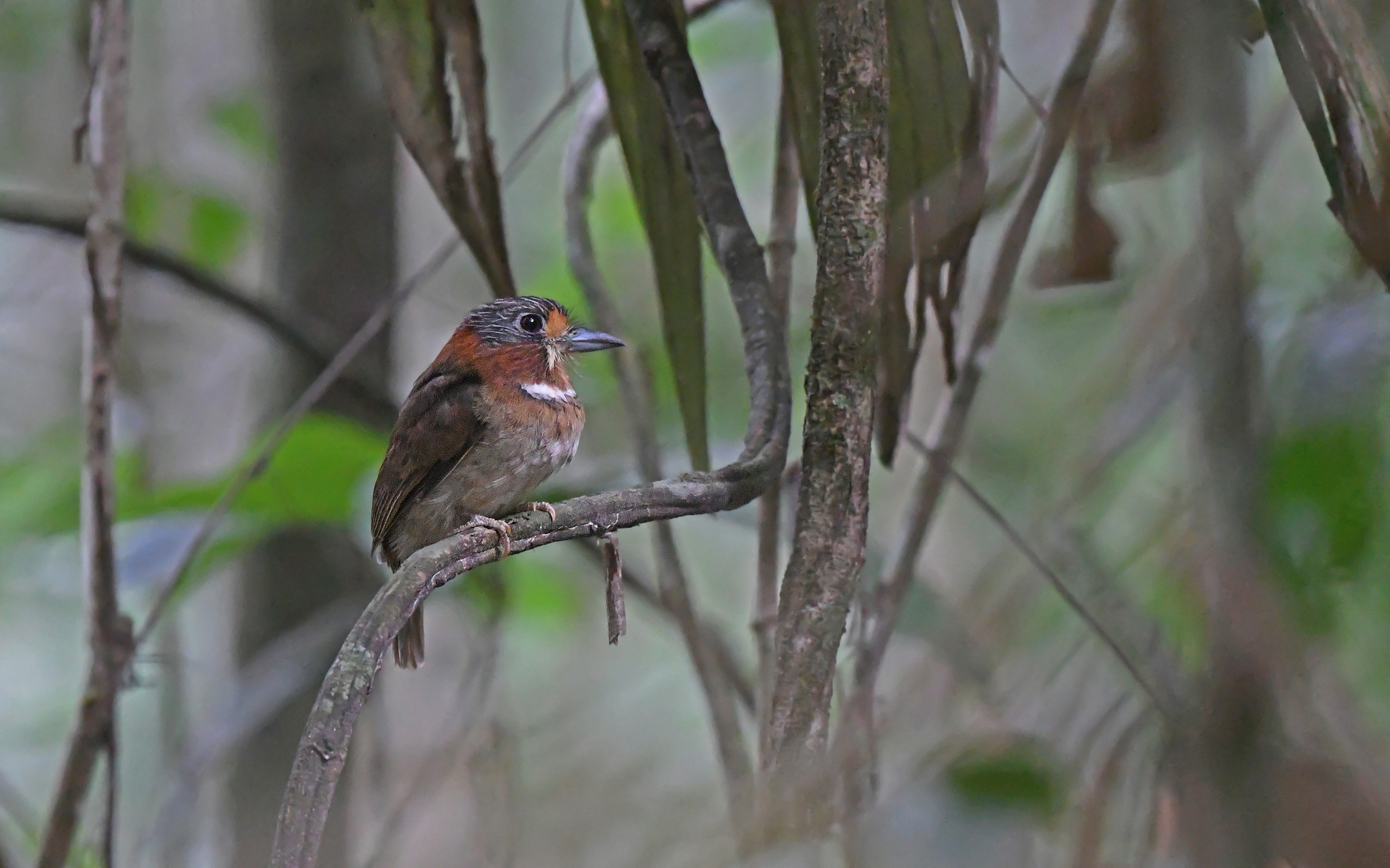 Rufous-necked Puffbird (Malacoptila rufa), photo 3