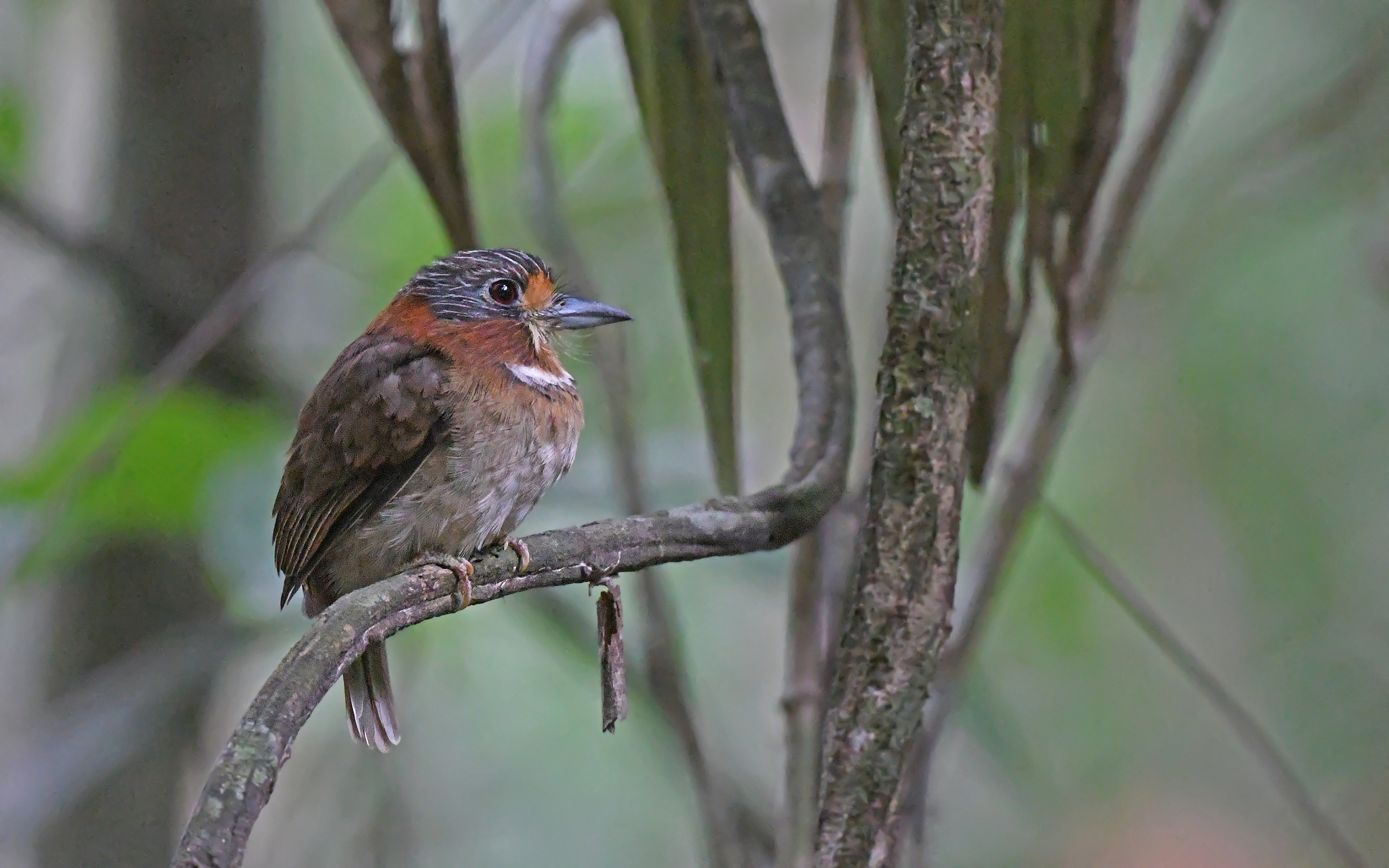 Rufous-necked Puffbird (Malacoptila rufa), photo 4