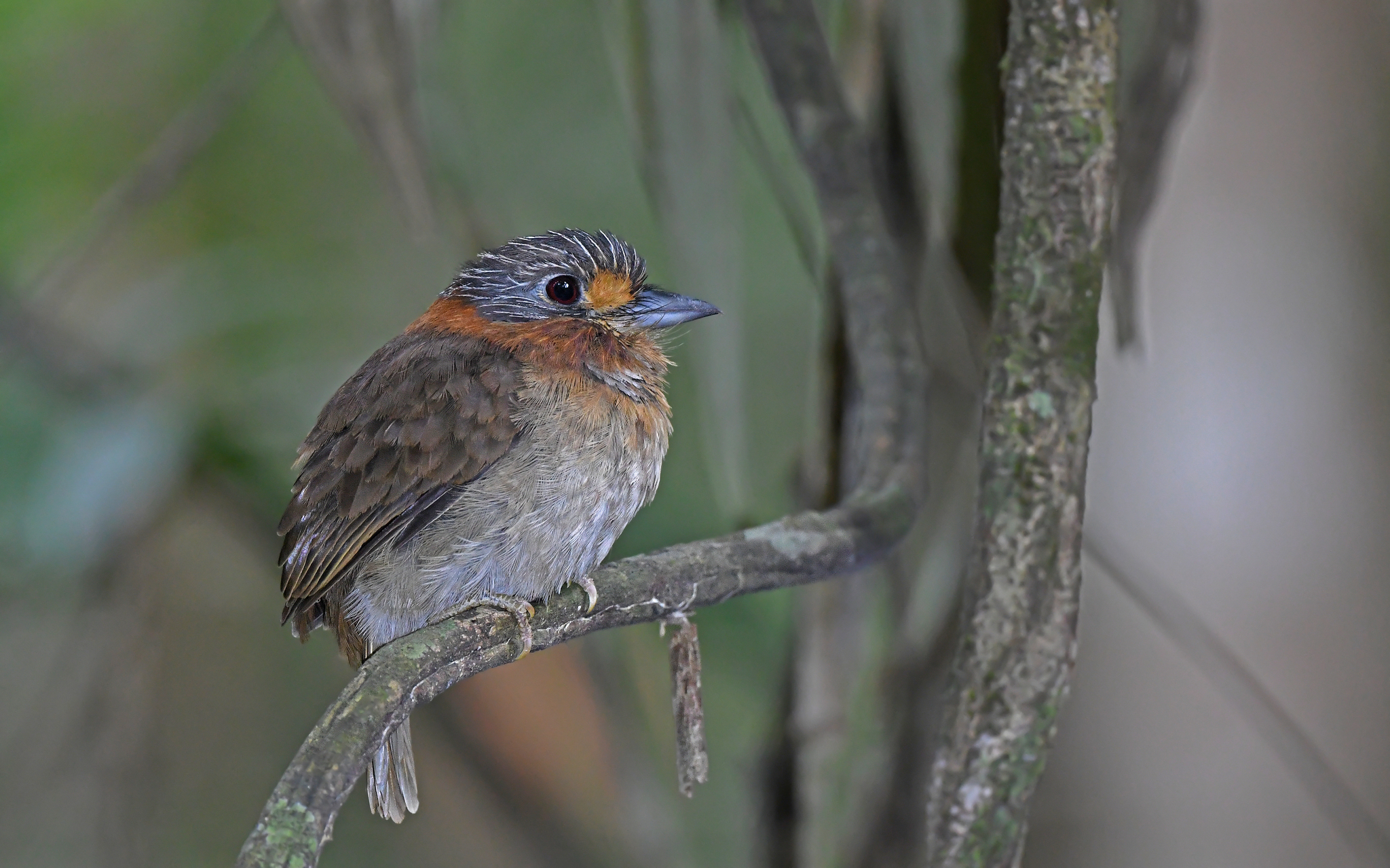 Rufous-necked Puffbird (Malacoptila rufa), photo 2