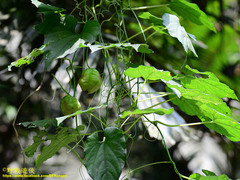 Thladiantha punctata