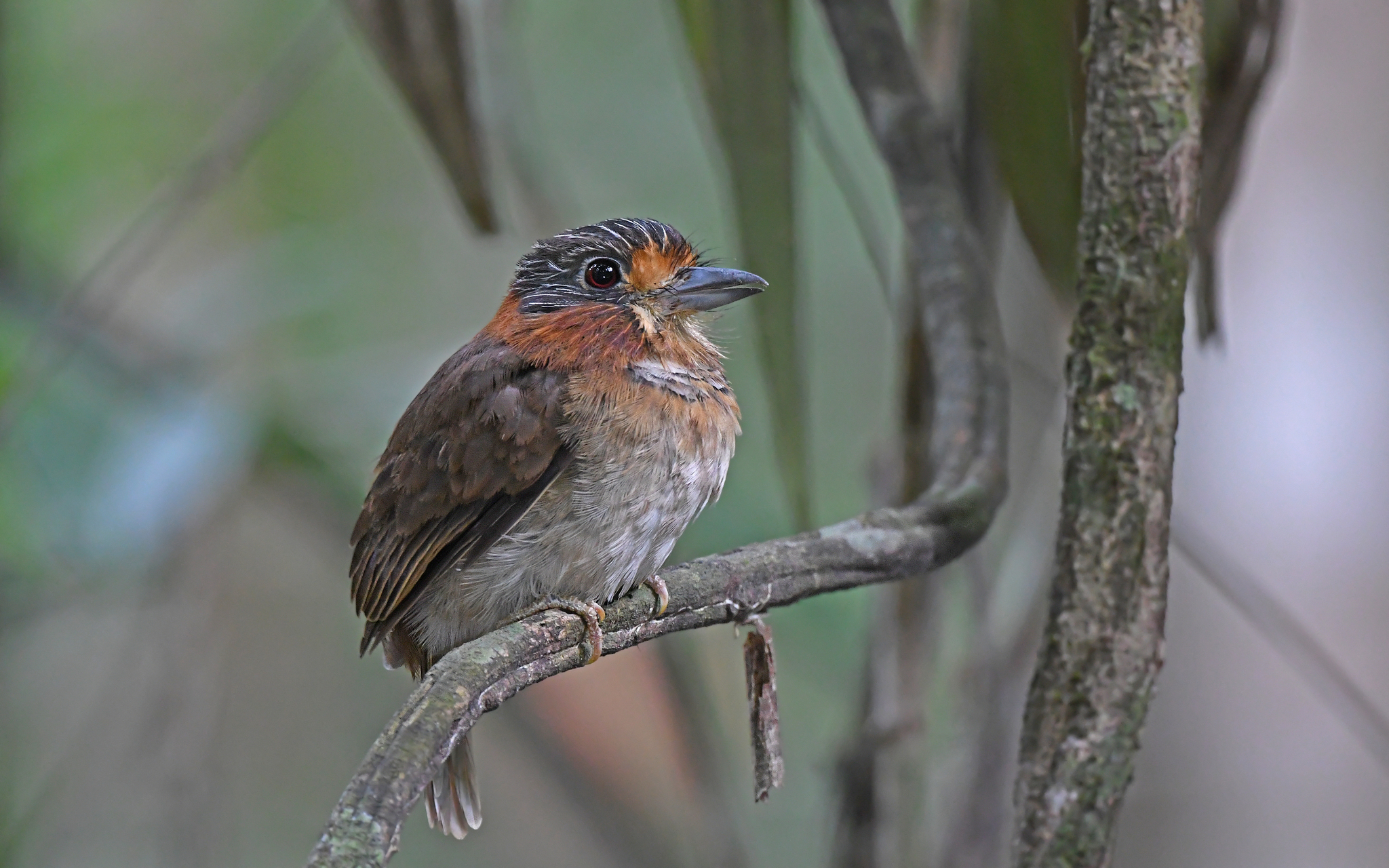 Rufous-necked Puffbird (Malacoptila rufa), photo 5