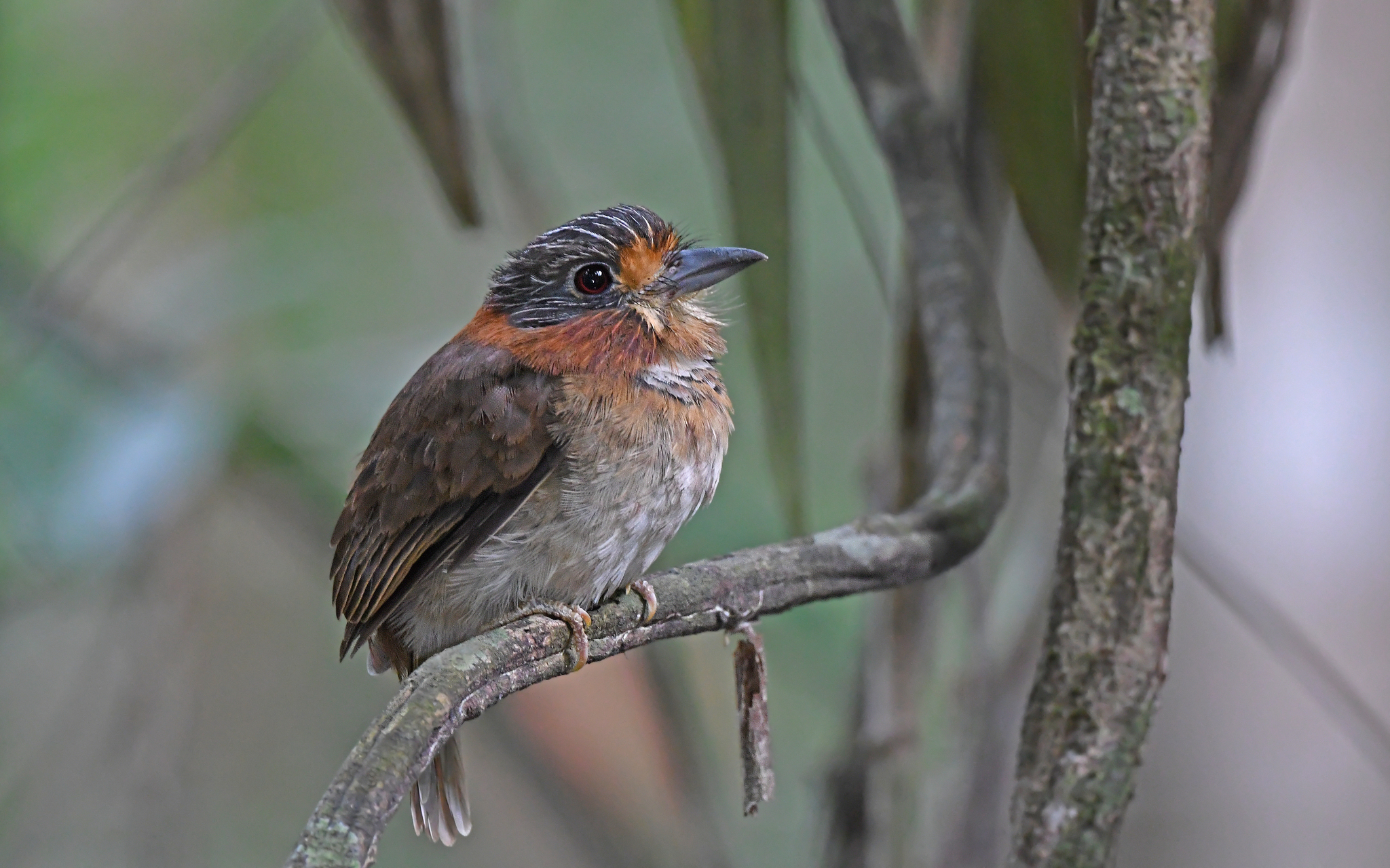 Rufous-necked Puffbird (Malacoptila rufa), photo 6