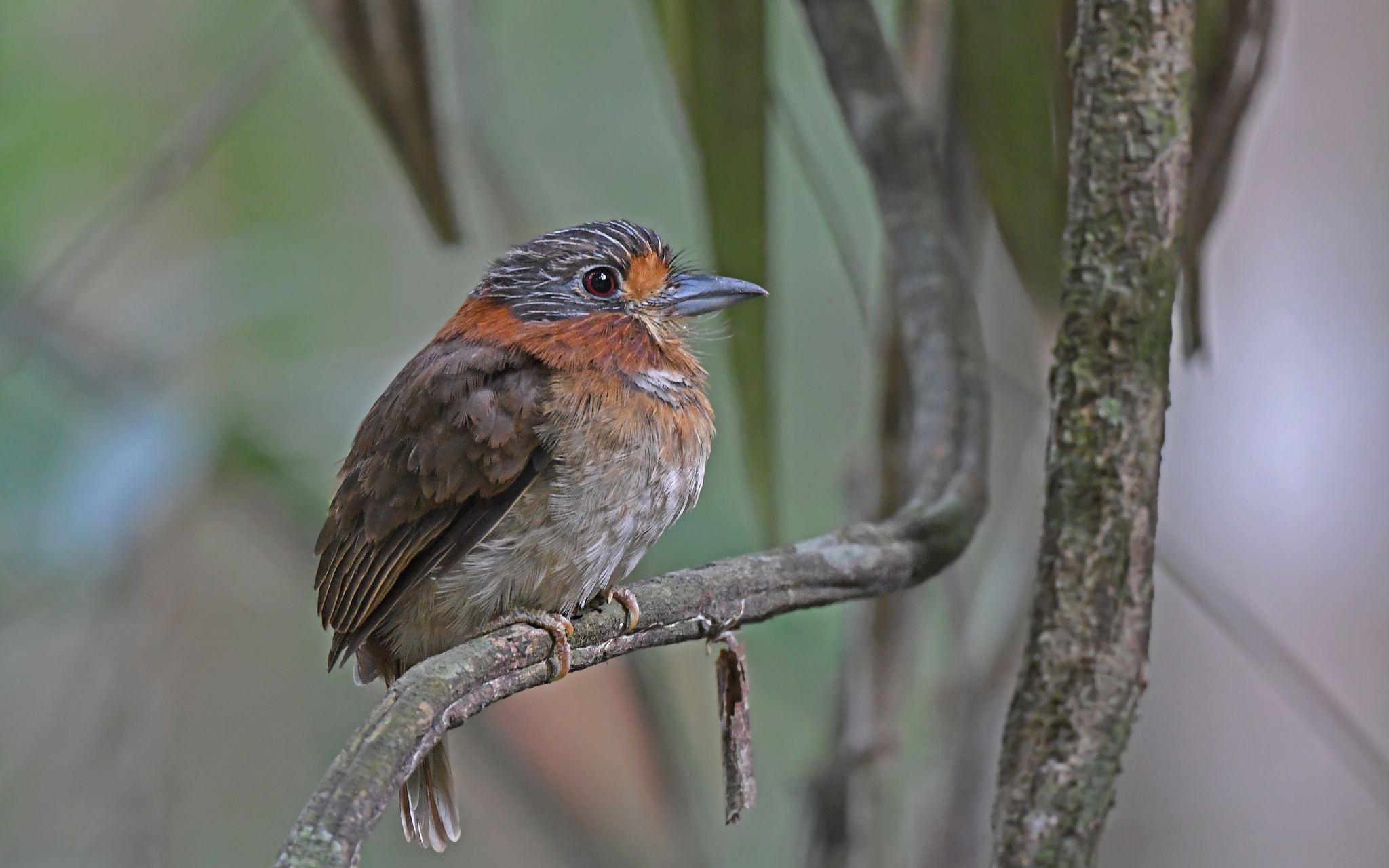 Rufous-necked Puffbird (Malacoptila rufa), photo 7