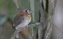 Rufous-Necked Puffbird photo 1