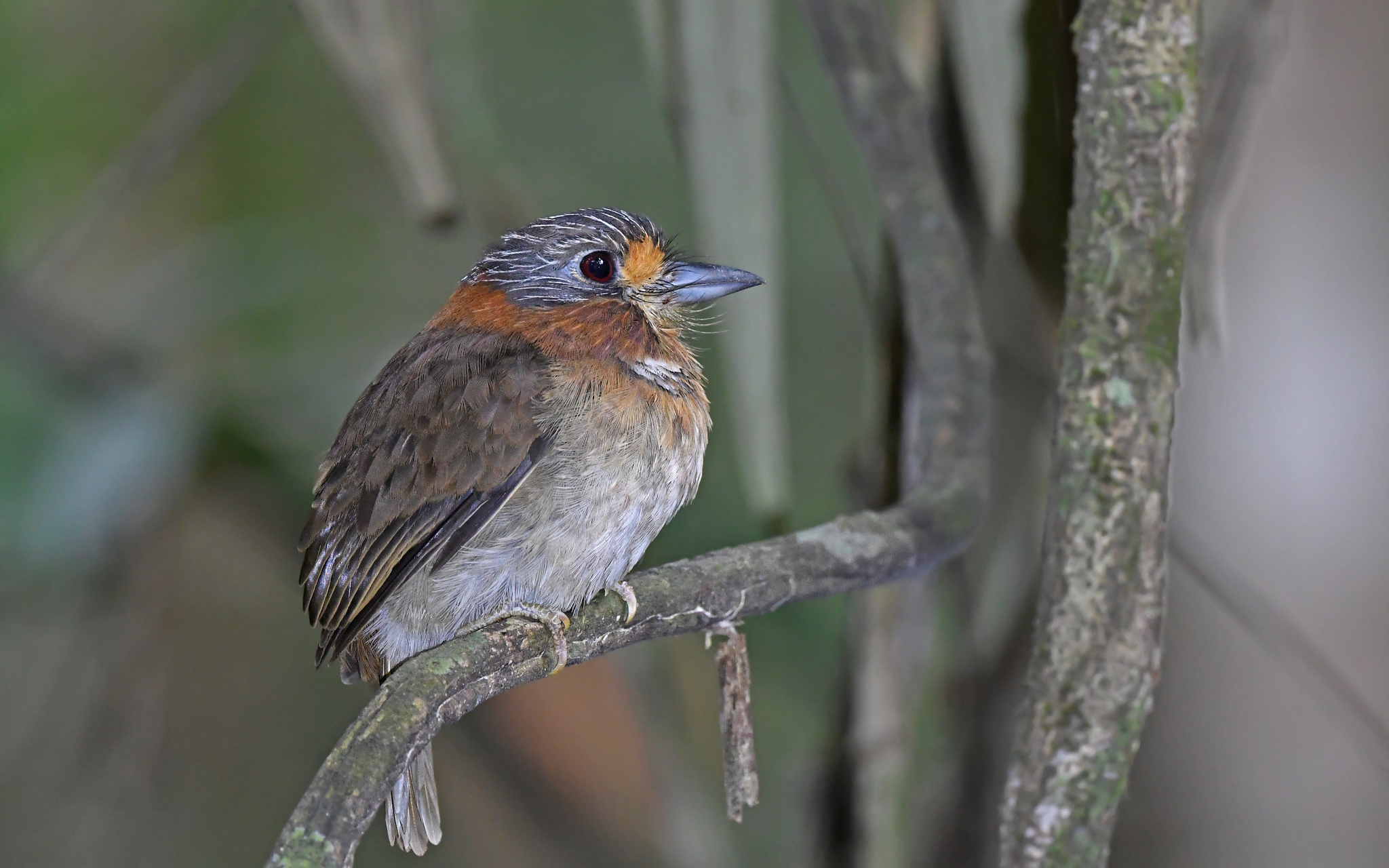 Rufous-necked Puffbird (Malacoptila rufa), photo 9