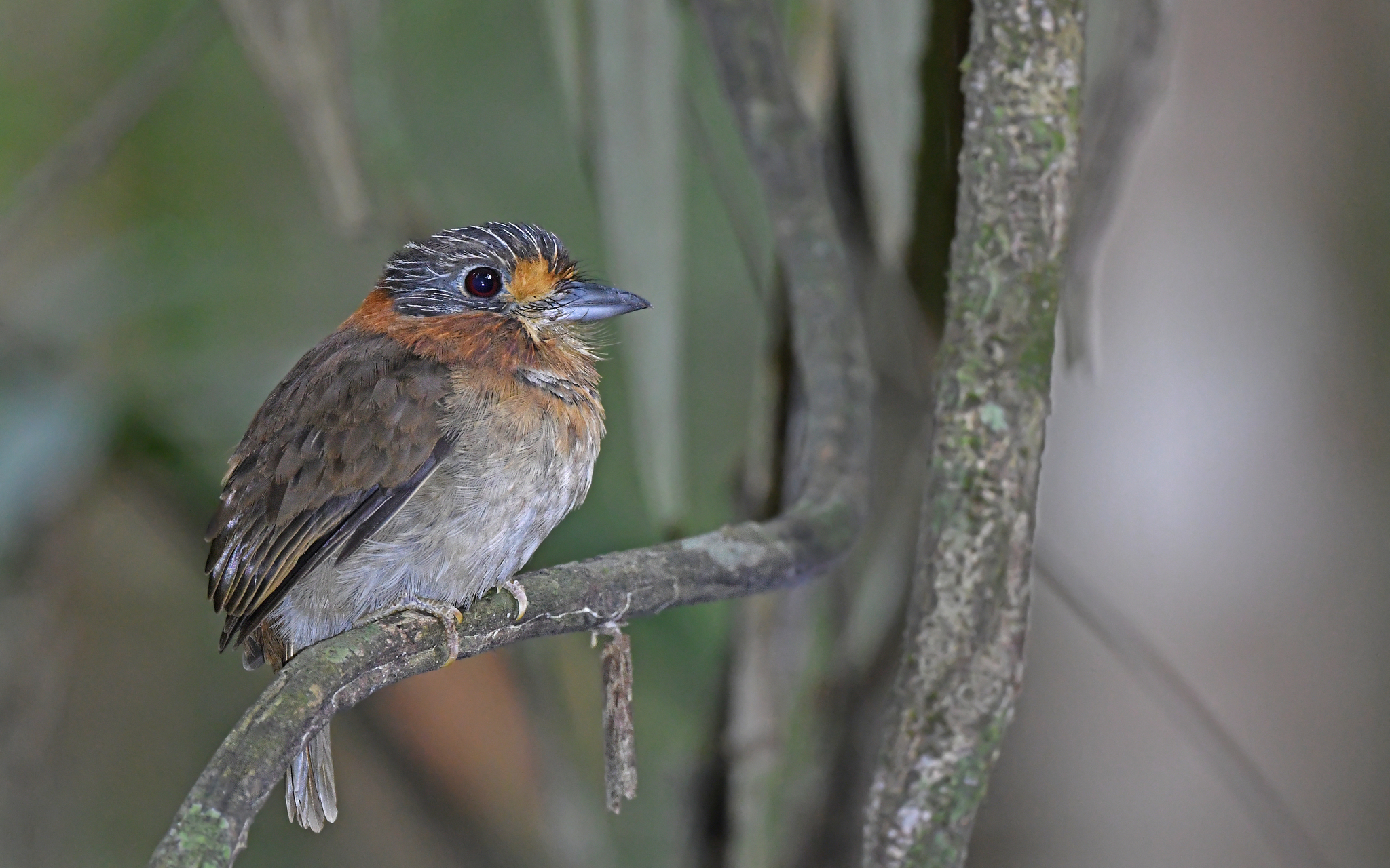 Rufous-necked Puffbird (Malacoptila rufa), photo 10