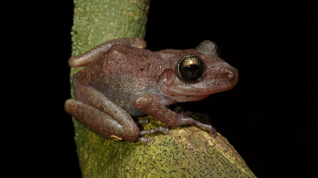 Yucatan Rainfrog