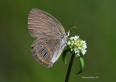 Neonympha areolatus