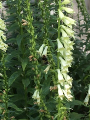 Bombus