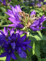 Campanula glomerata