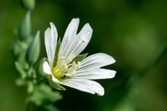 Cerastium davuricum