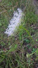 Daucus carota