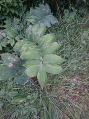 Polygonatum multiflorum
