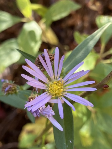 Symphyotrichum novi-belgii