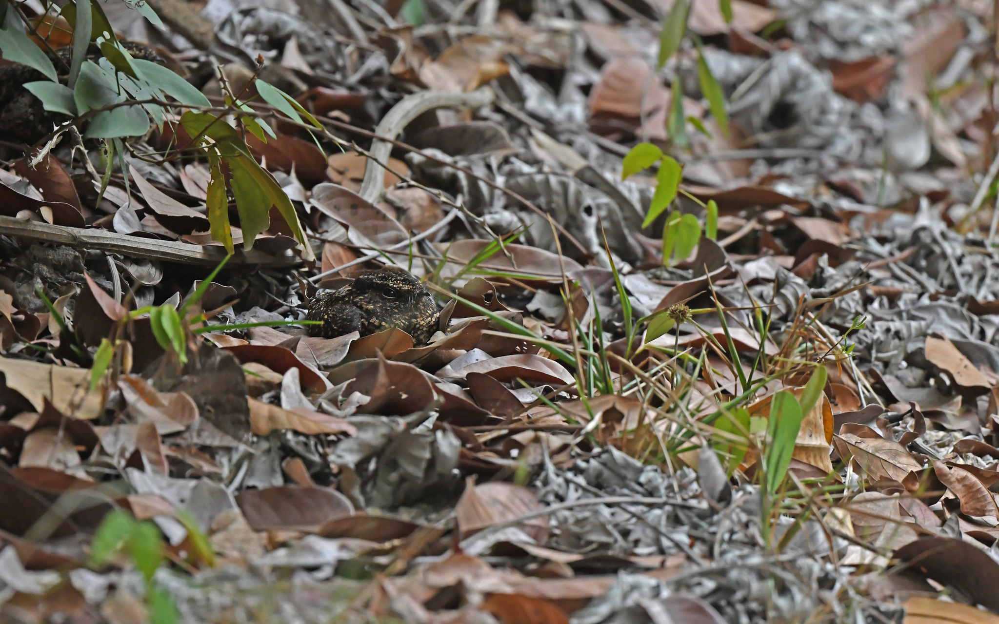 Blackish Nightjar (Nyctipolus nigrescens), photo 6