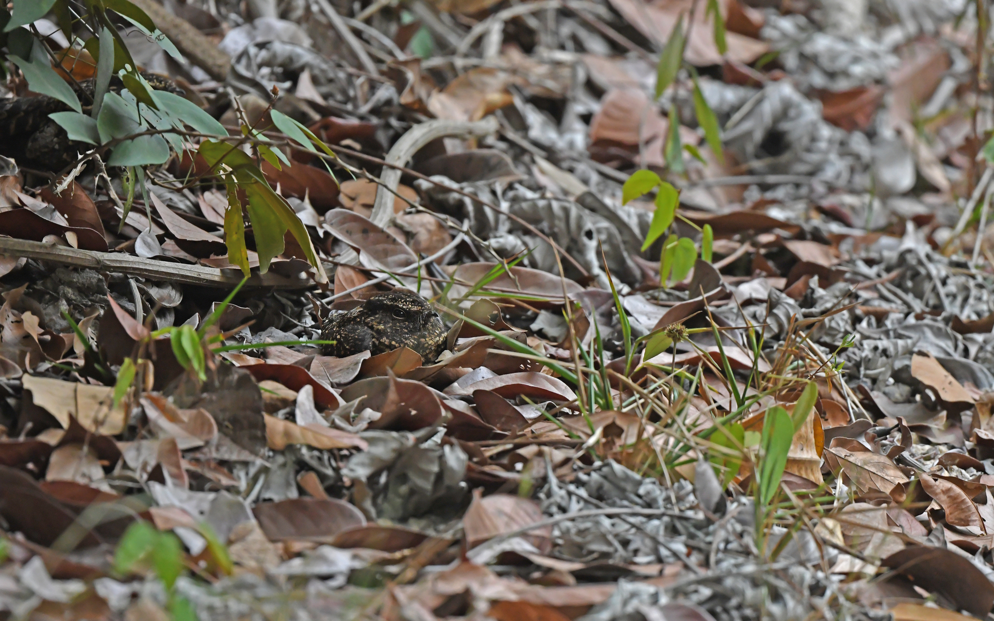 Blackish Nightjar (Nyctipolus nigrescens), photo 7