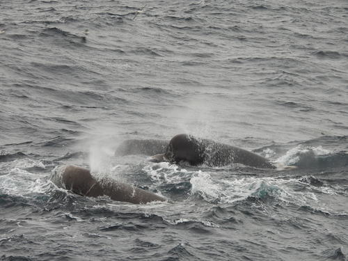 Northern Bottlenose Whale