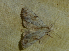 Apamea lithoxylaea