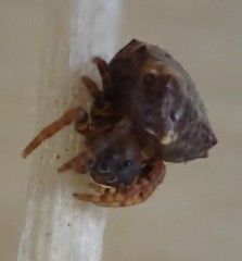 Acanthepeira stellata