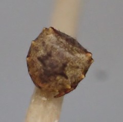 Acanthepeira stellata