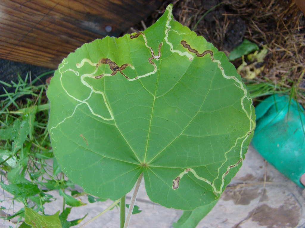 Mallow Leaf Miner
