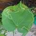 Mallow Leaf Miner - Photo (c) Lee Elliott, some rights reserved (CC BY-NC-SA), uploaded by Lee Elliott