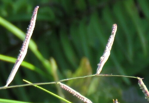 Paspalum sumatrense observed 2024-07-08