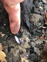 Daleomyces petersii