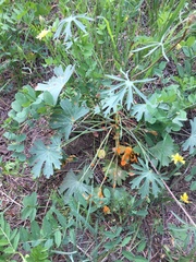 Pucciniaceae