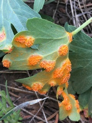 Pucciniaceae