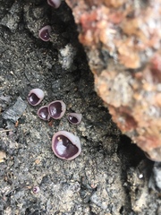 Daleomyces petersii