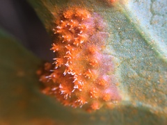 Pucciniaceae
