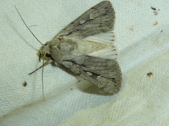 Dichagyris candelisequa