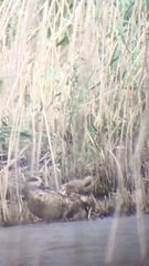 Marmaronetta angustirostris