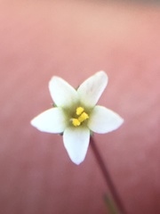 Linanthus harknessii