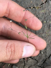 Linanthus harknessii