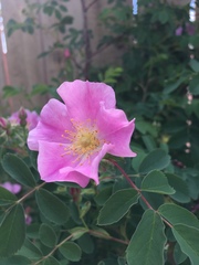 Rosa acicularis