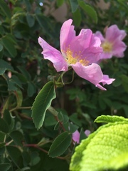 Rosa acicularis