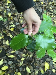 Ilex aquifolium