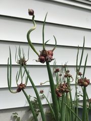 Allium proliferum