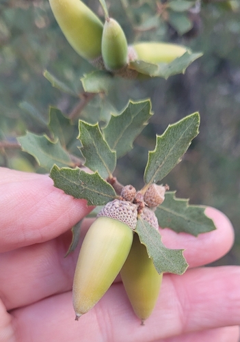 Quercus berberidifolia × john-tuckeri