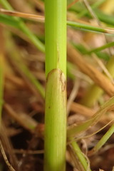 Juncus effusus effusus