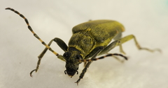 Lepturobosca virens