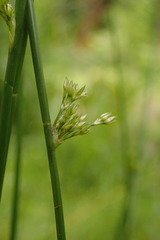 Juncus effusus effusus