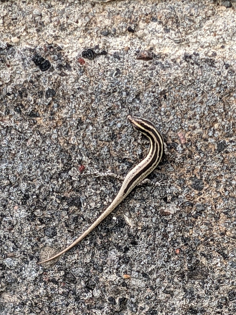 Bali Snake Eyed Skink