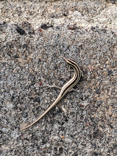 Bali Snake Eyed Skink, Cryptoblepharus balinensis