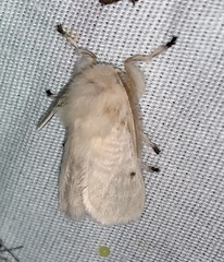 Megalopyge immaculata