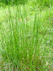 Juncus effusus effusus